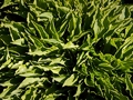 Hosta Lemon Delight IMG_9445 Funkia